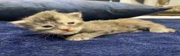 Maine Coon cats for sale: Main coon kittens - Advert 12