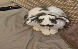 English Spot rabbits for sale: Looking to sell my two rabbits - Image 2