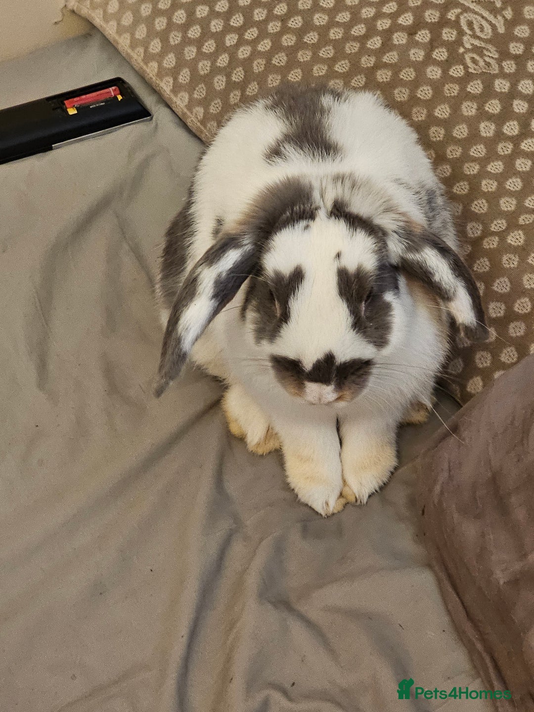 English Spot rabbits for sale: Looking to sell my two rabbits - Image 2