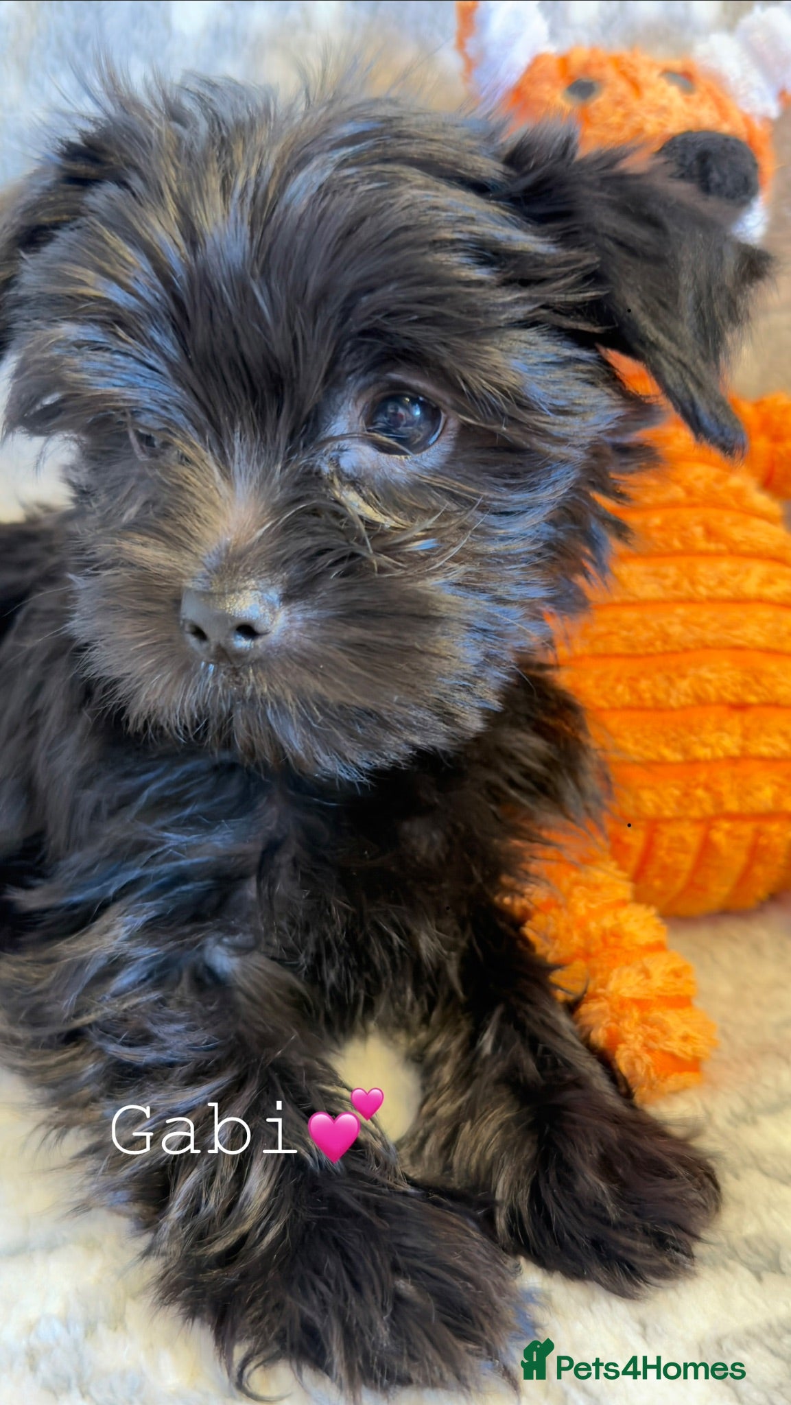 Yorkshire Terrier dogs Ready Now 2 Black Girls  Yorkshire Terrier  - Advert 18