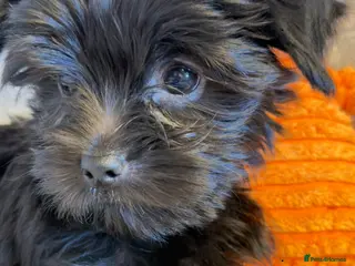Yorkshire Terrier dogs Ready Now 2 Black Girls Yorkshire Terrier - Advert 18