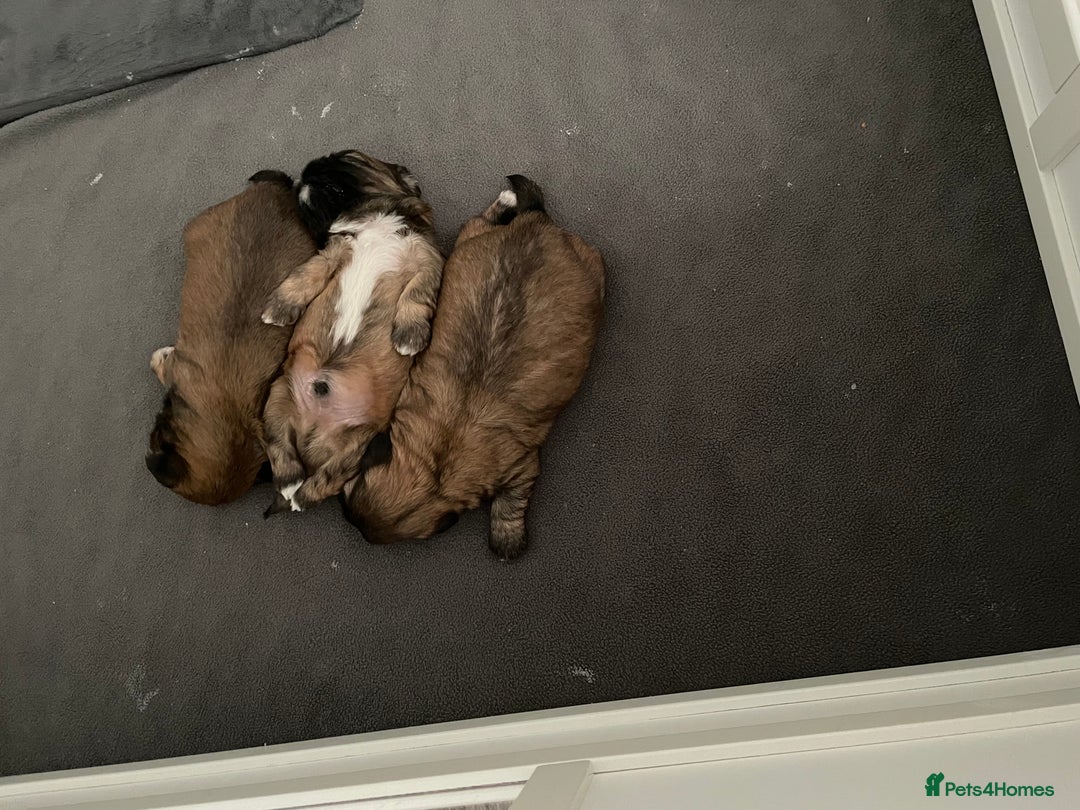 Shih Tzu dogs for sale: Shih Tzu Puppies Litter of 3 - Image 4