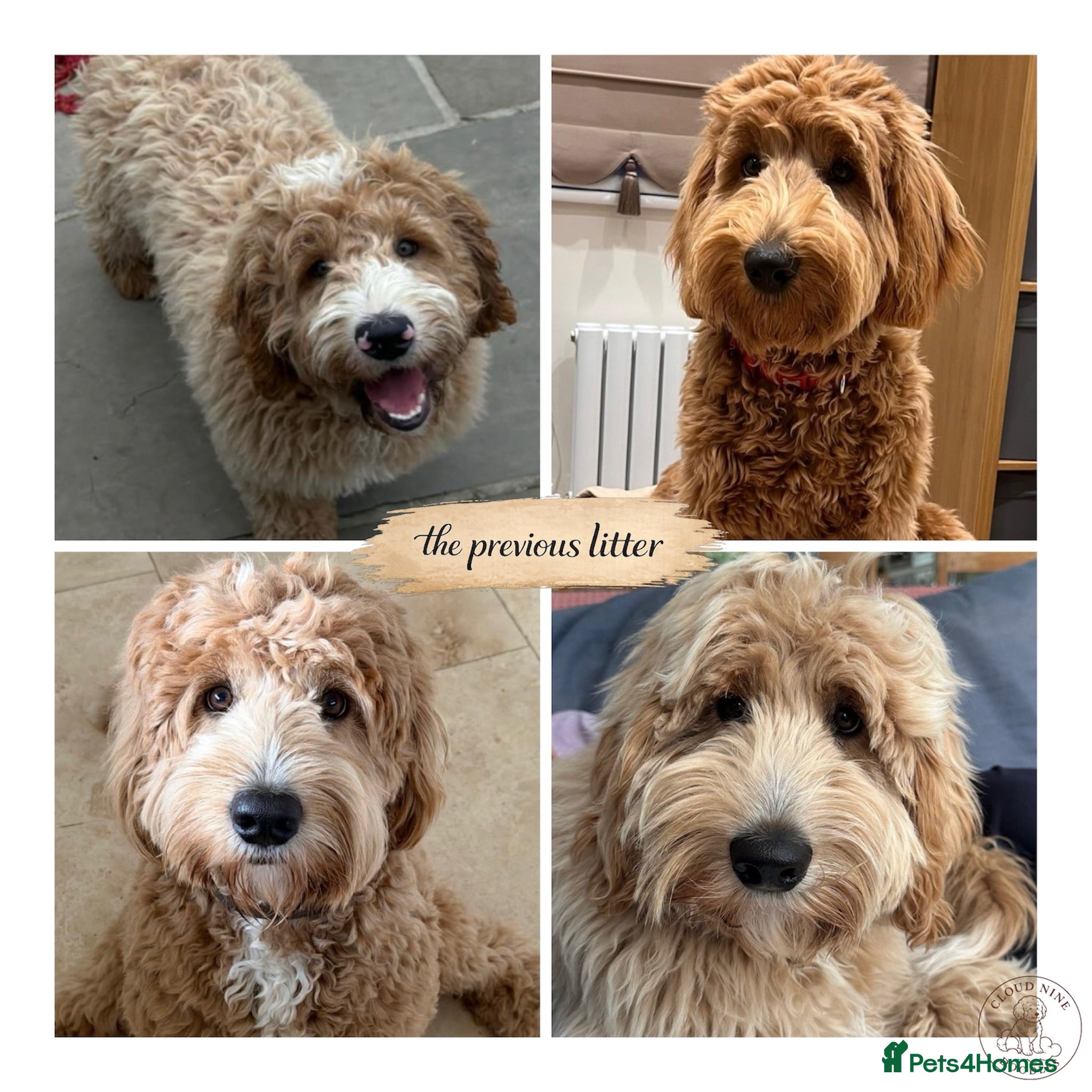 Goldendoodle dogs  Health Tested Multigen Goldendoodle Puppies  - Advert 2