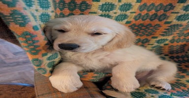 Golden Retriever dogs - Advert 5