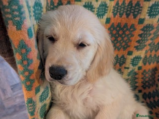 Golden Retriever dogs - Advert 4