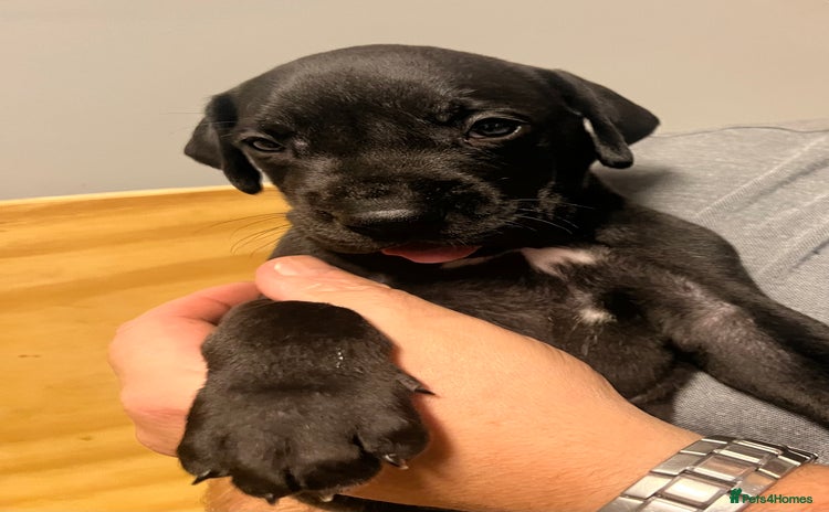 Great Dane dogs - Advert 13