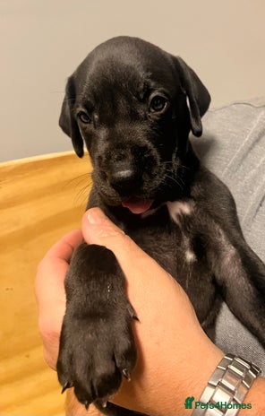 Great Dane dogs - Advert 13