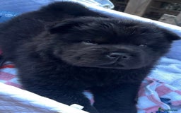 Chow Chow dogs for sale: Chow chow puppy - Image 1