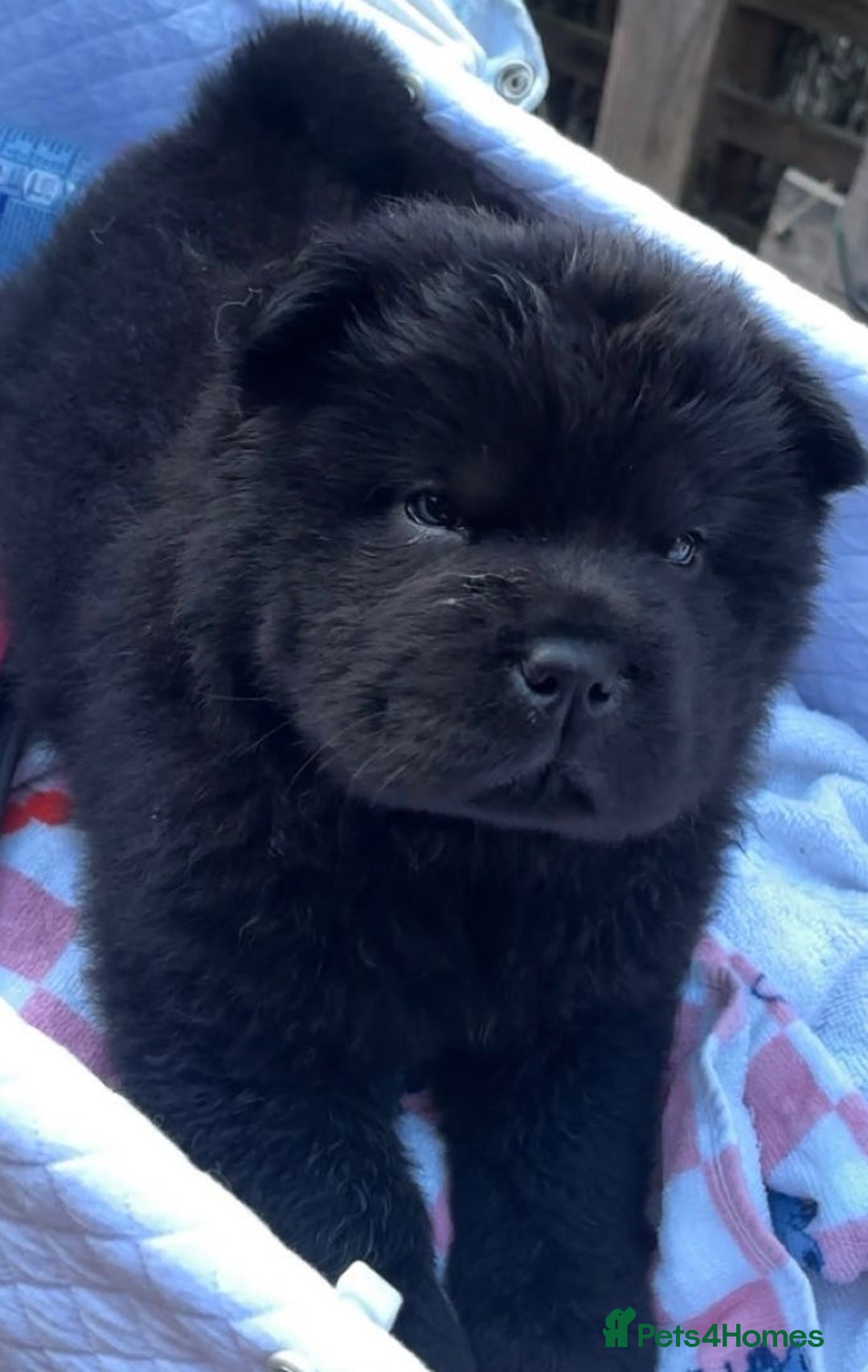 Chow Chow dogs for sale: Chow chow puppy - Image 1