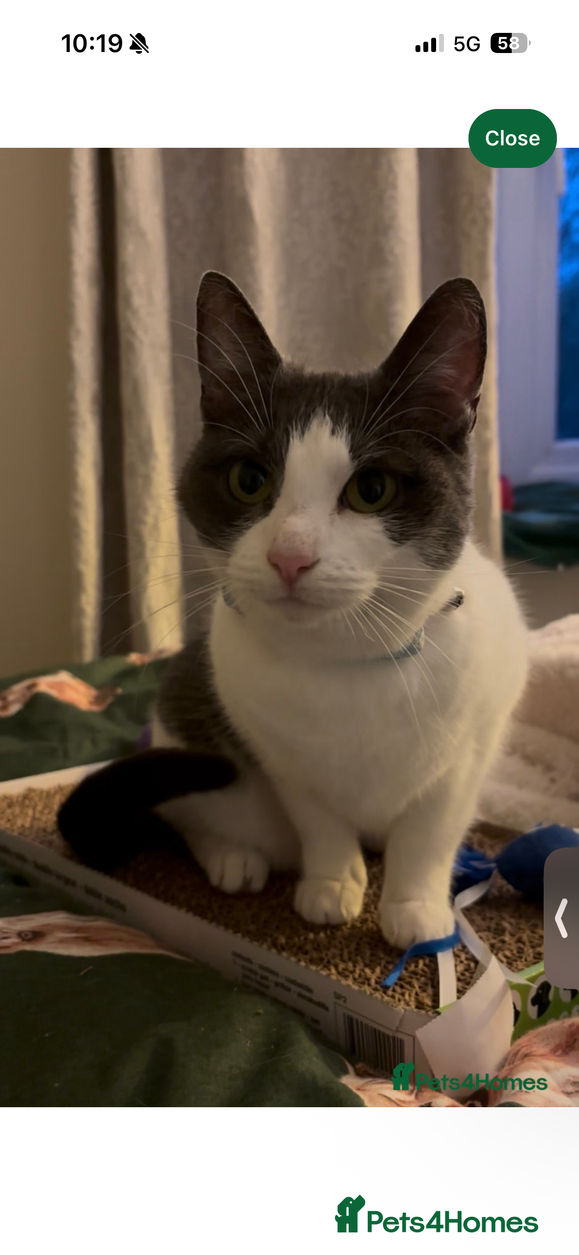 Domestic Shorthair cats Beautiful 6 year old girl x - Advert 1