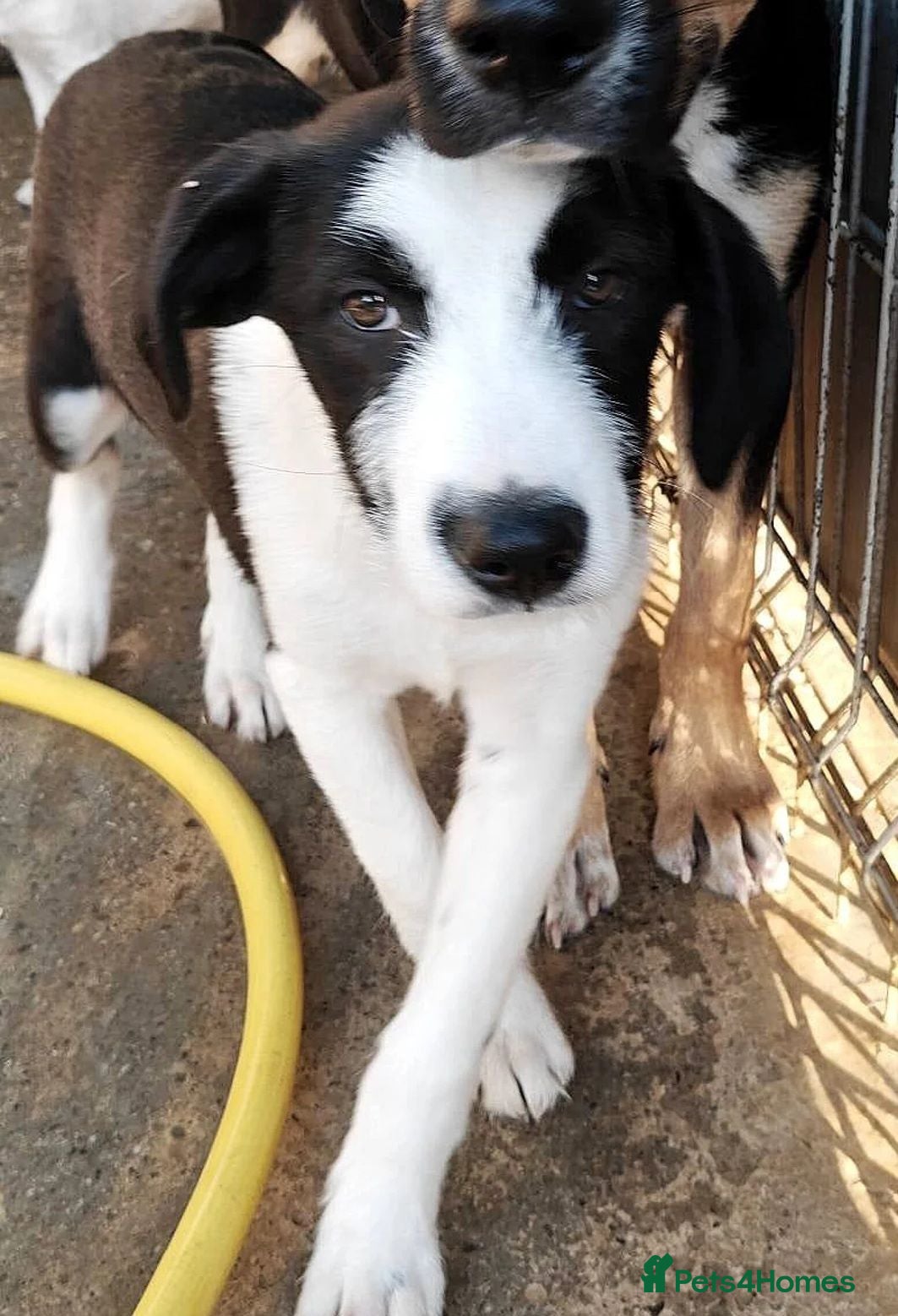 Mixed Breed dogs for adoption: Meet PANDA - a Superb Young Boy for a Loving Home - Advert 3