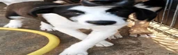 Mixed Breed dogs for adoption: Meet PANDA - a Superb Young Boy for a Loving Home in Leicester - Advert 1