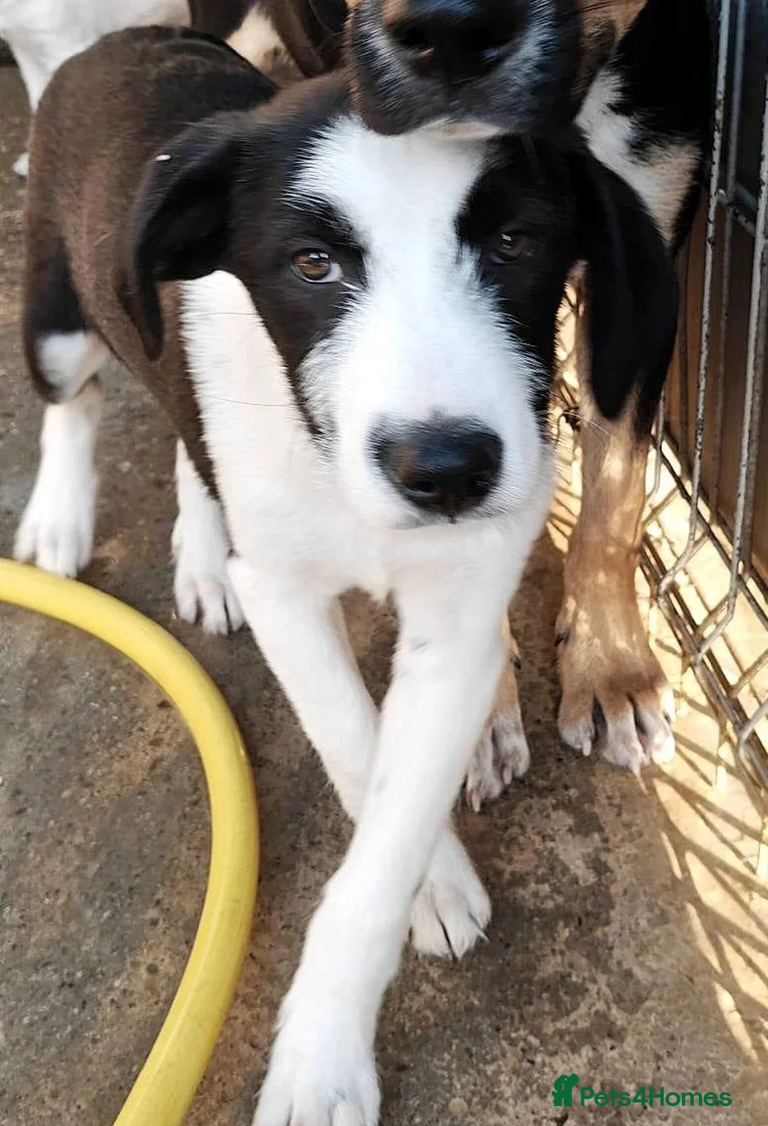 Mixed Breed dogs for adoption: Meet PANDA - a Superb Young Boy for a Loving Home in Leicester - Advert 1