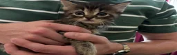 British Shorthair cats for sale: Friendly family-raised kittens ready now  - Advert 5