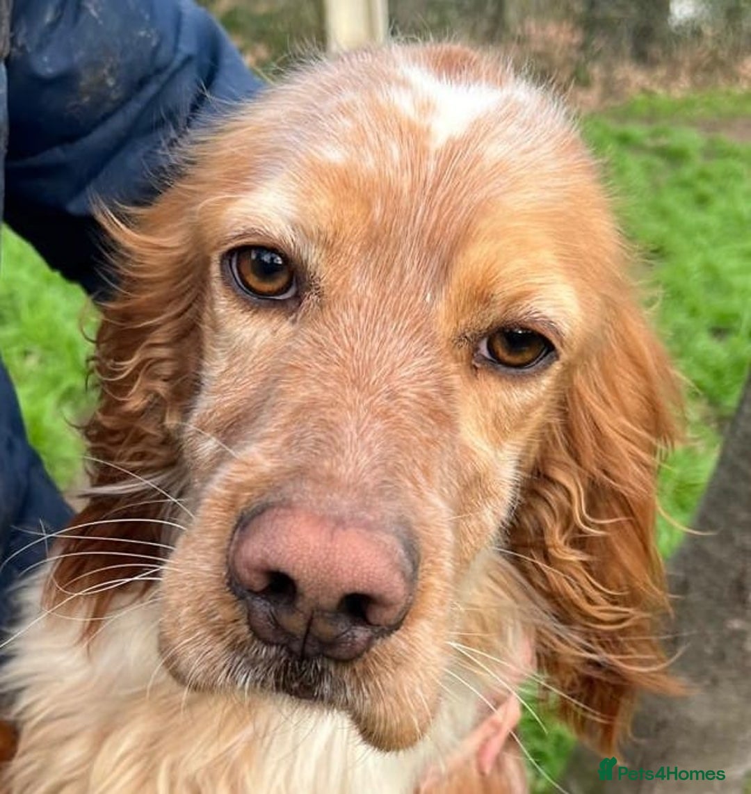 English Setter dogs for adoption: Tito  - Advert 10
