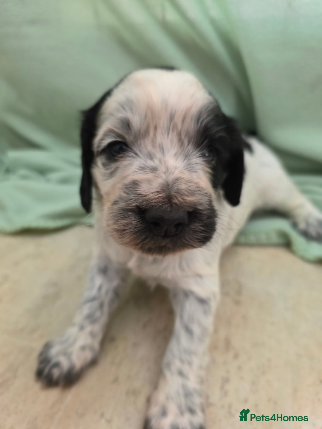 Cocker Spaniel dogs for sale: 1 left Working coker spaniel  - Advert 25