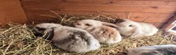 Mixed Breed rabbits for sale: Angora x French lop bunnies - Advert 4