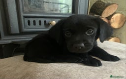 Labrador Retriever dogs for sale: KC Labrador puppies Ready now 🐾Fully vaccinated  in Skegness - Image 18