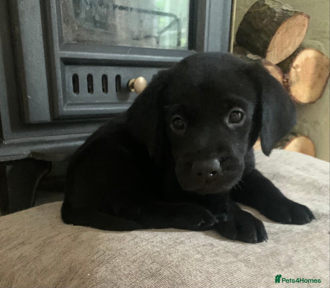 Labrador Retriever dogs for sale: KC Labrador puppies Ready now 🐾Fully vaccinated  in Skegness - Image 18