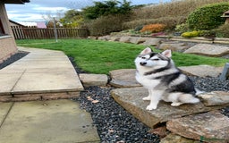 Pomsky dogs for stud: STORM🐾🐺 Champion F2 pomsky for stud  - Image 8