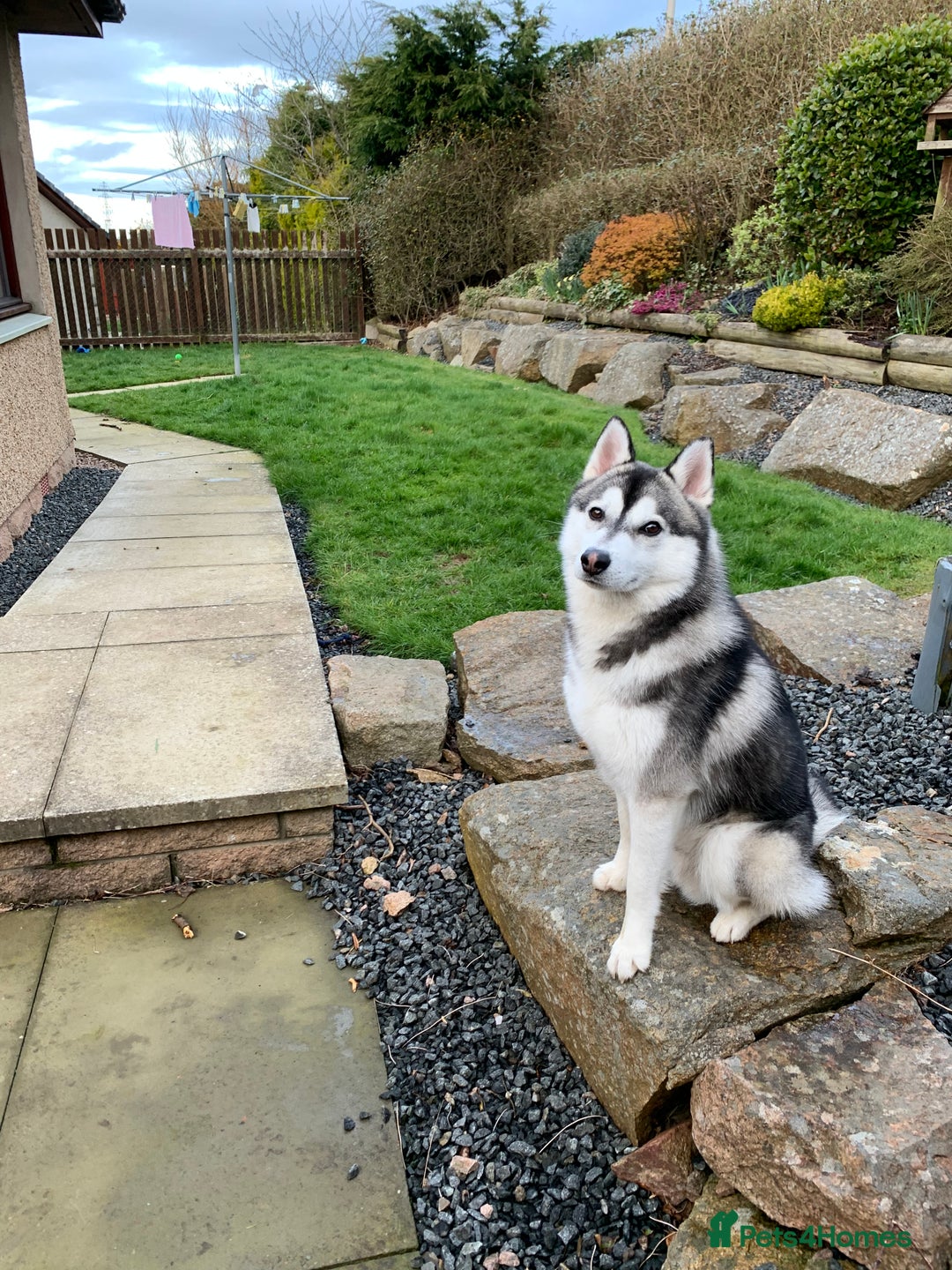 Pomsky dogs for stud: STORM🐾🐺 Champion F2 pomsky for stud  - Image 8