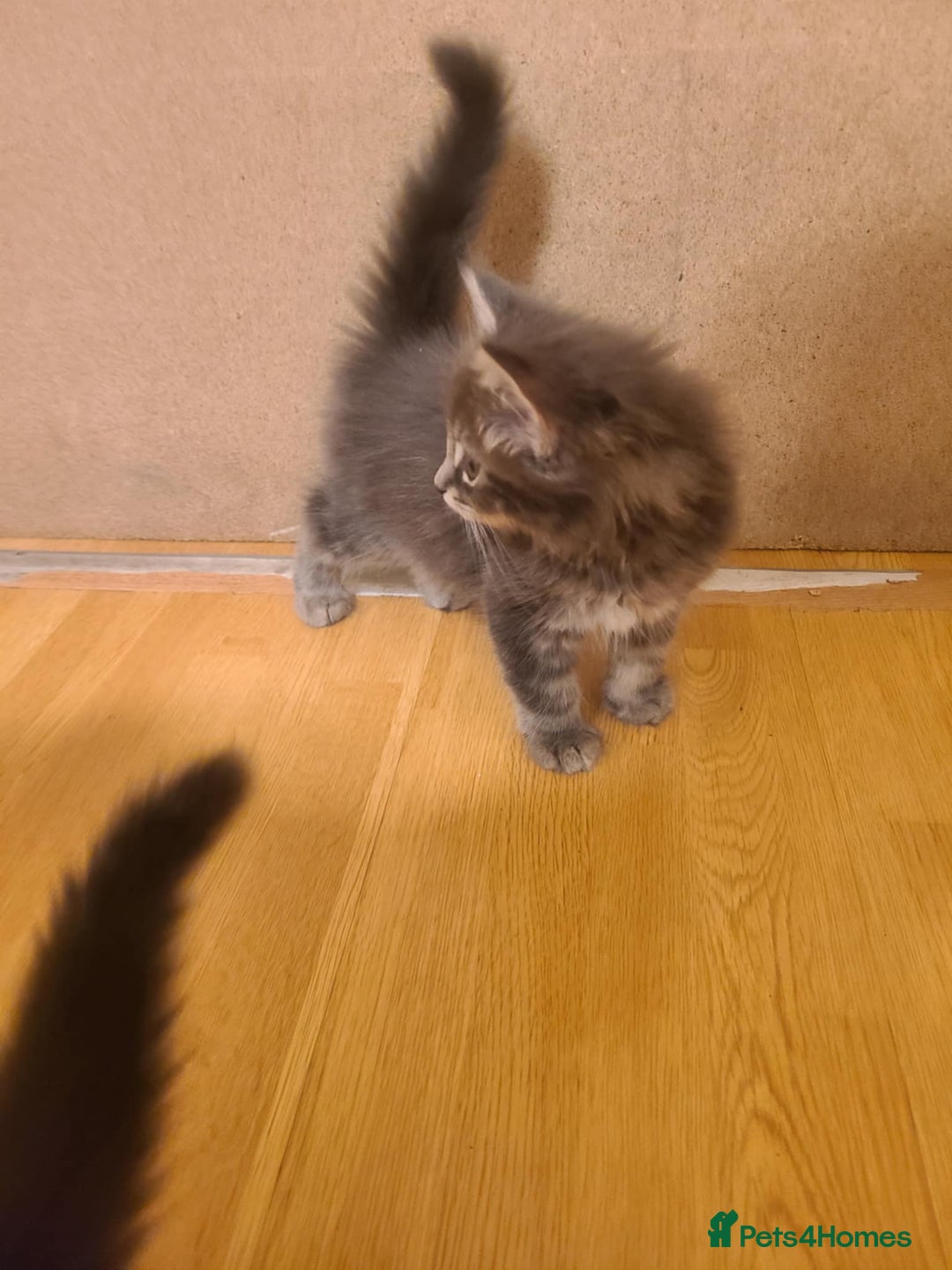 Mixed Breed cats for sale: 4 flufball looking for new home - Image 15