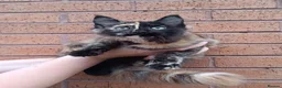 Maine Coon cats for sale: Stunning Champion-Line Maine Coons - Advert 1