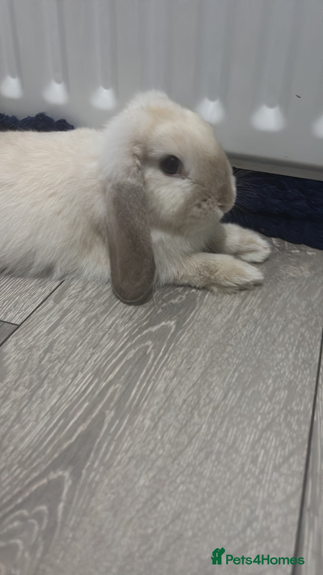 Mini Lop rabbits for sale: Mini Lop males for sale - Advert 4