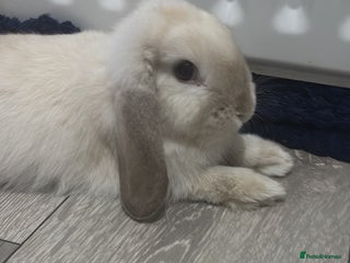 Mini Lop rabbits Mini Lop male for sale - Advert 12