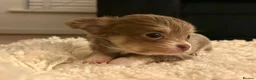Chihuahua dogs for sale: Tiny Female chihuahua puppies  - Advert 14