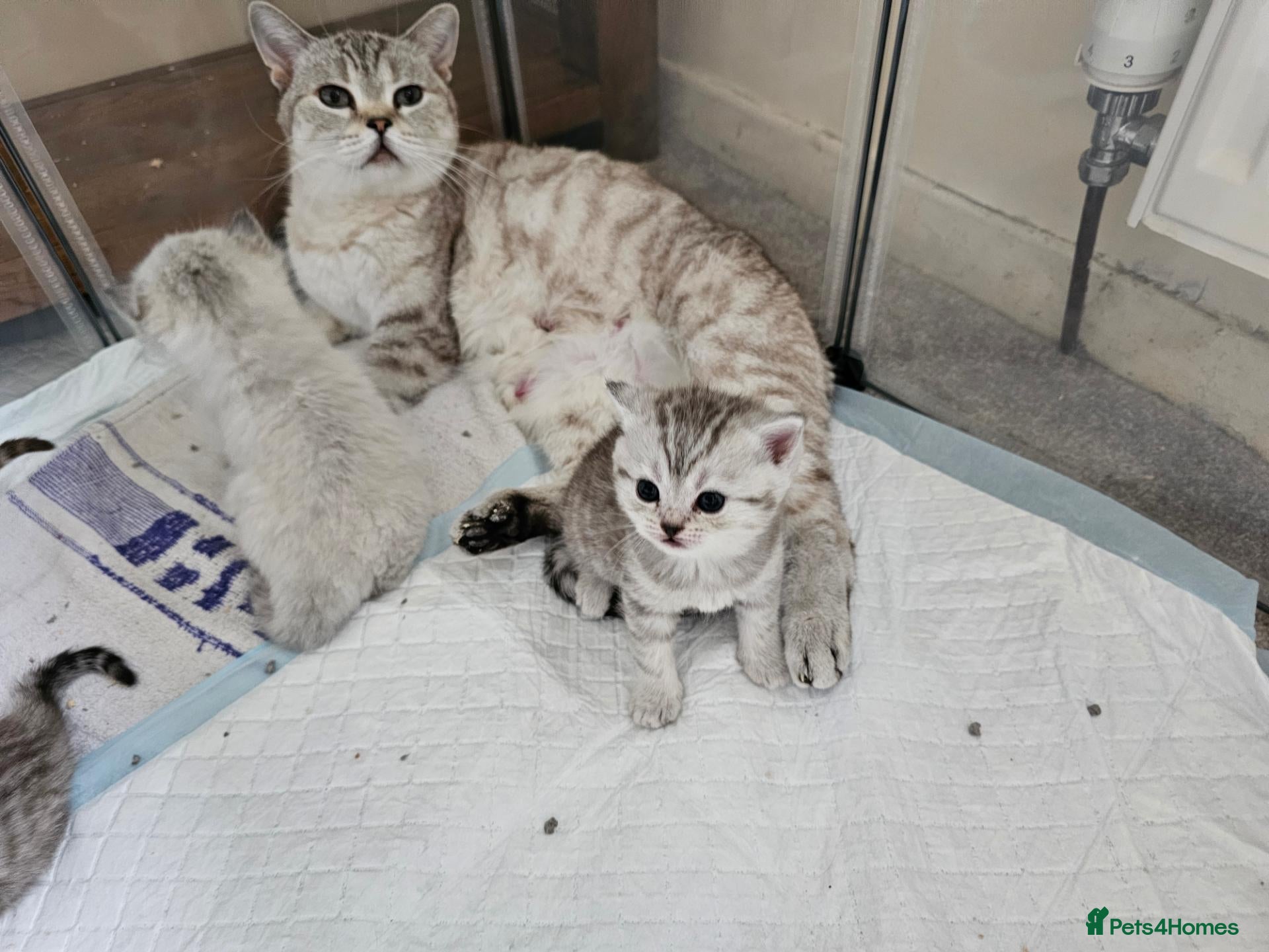 British Shorthair cats Black silver british shorthair kittens - Advert 2