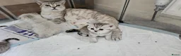 British Shorthair cats for sale: Black silver british shorthair kittens - Advert 3