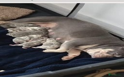 French Bulldog dogs for stud: LILAC MERLE STUD in Wednesbury - Image 14