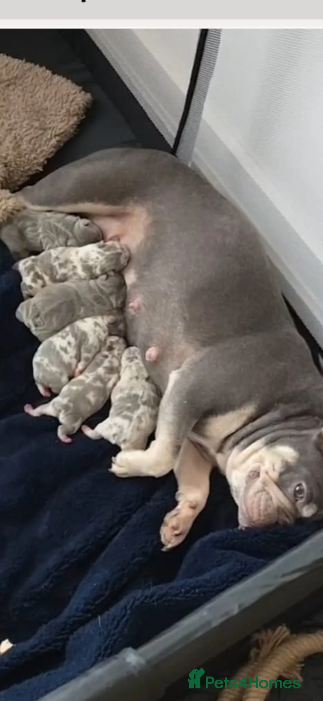 French Bulldog dogs for stud: LILAC MERLE STUD in Wednesbury - Advert 14