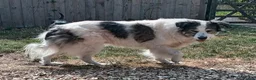 Mixed Breed dogs for adoption: Lilly & Fleabag (Lulu) — Better Homed Together in Lincoln - Advert 9