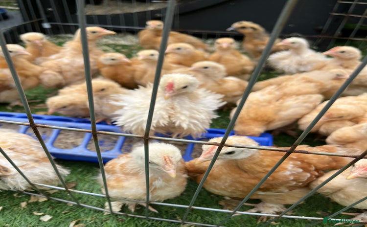Chickens poultry in Warrington - Advert 7