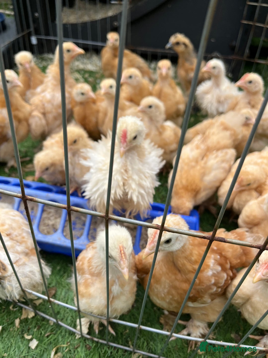 Chickens poultry for sale:  💕Buff or Lemon Pekins all ages from day old 💕 in Warrington - Image 1