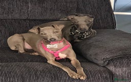 Italian Greyhound dogs for sale: X4 blue Italian greyhound dogs for sale  - Image 2