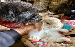 Mini Lop rabbits for sale: Mini lop baby bunnies, show parents - Image 1
