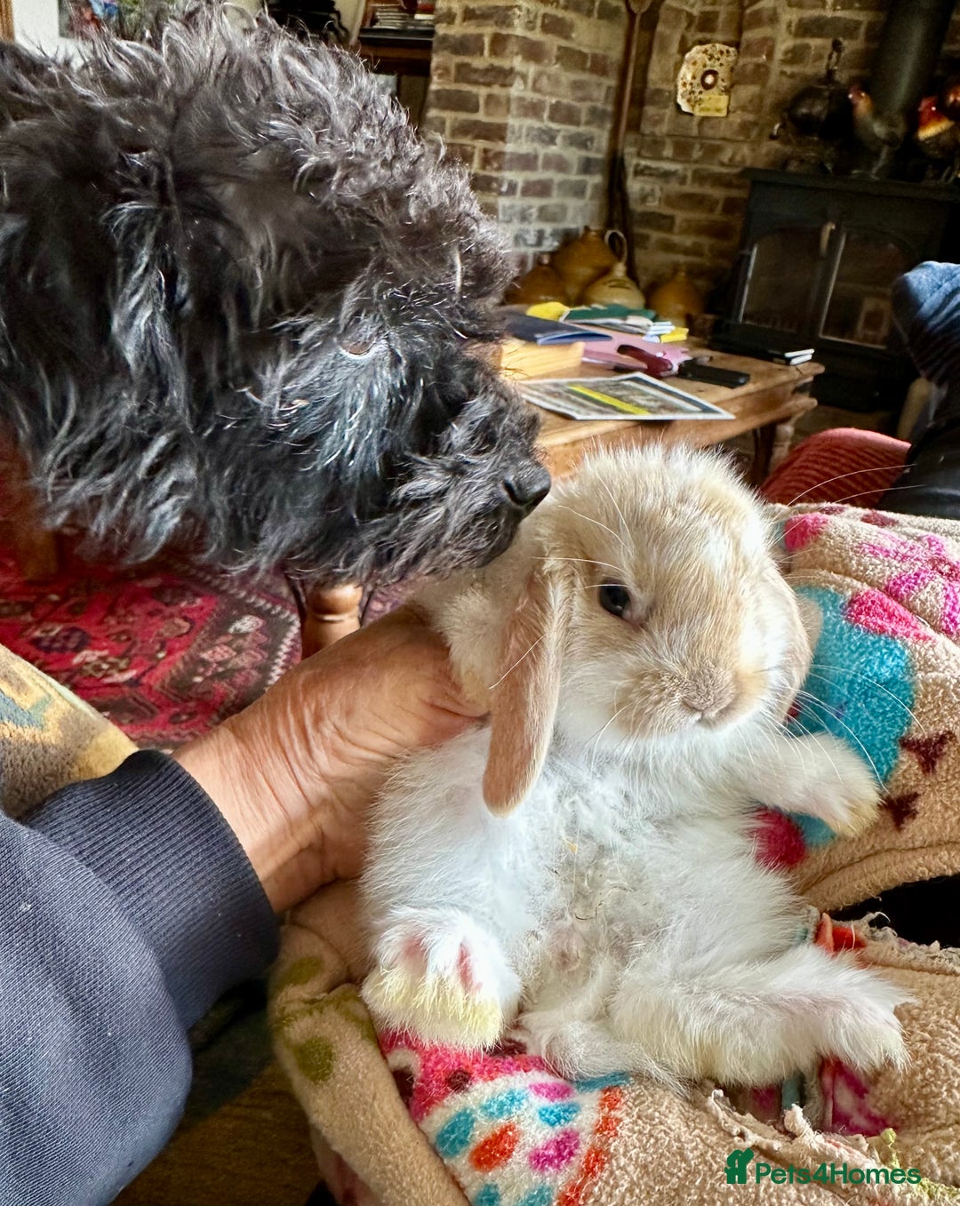 Mini Lop rabbits for sale: Mini lop baby bunnies, show parents - Image 1