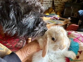 Mini Lop rabbits - Advert 35