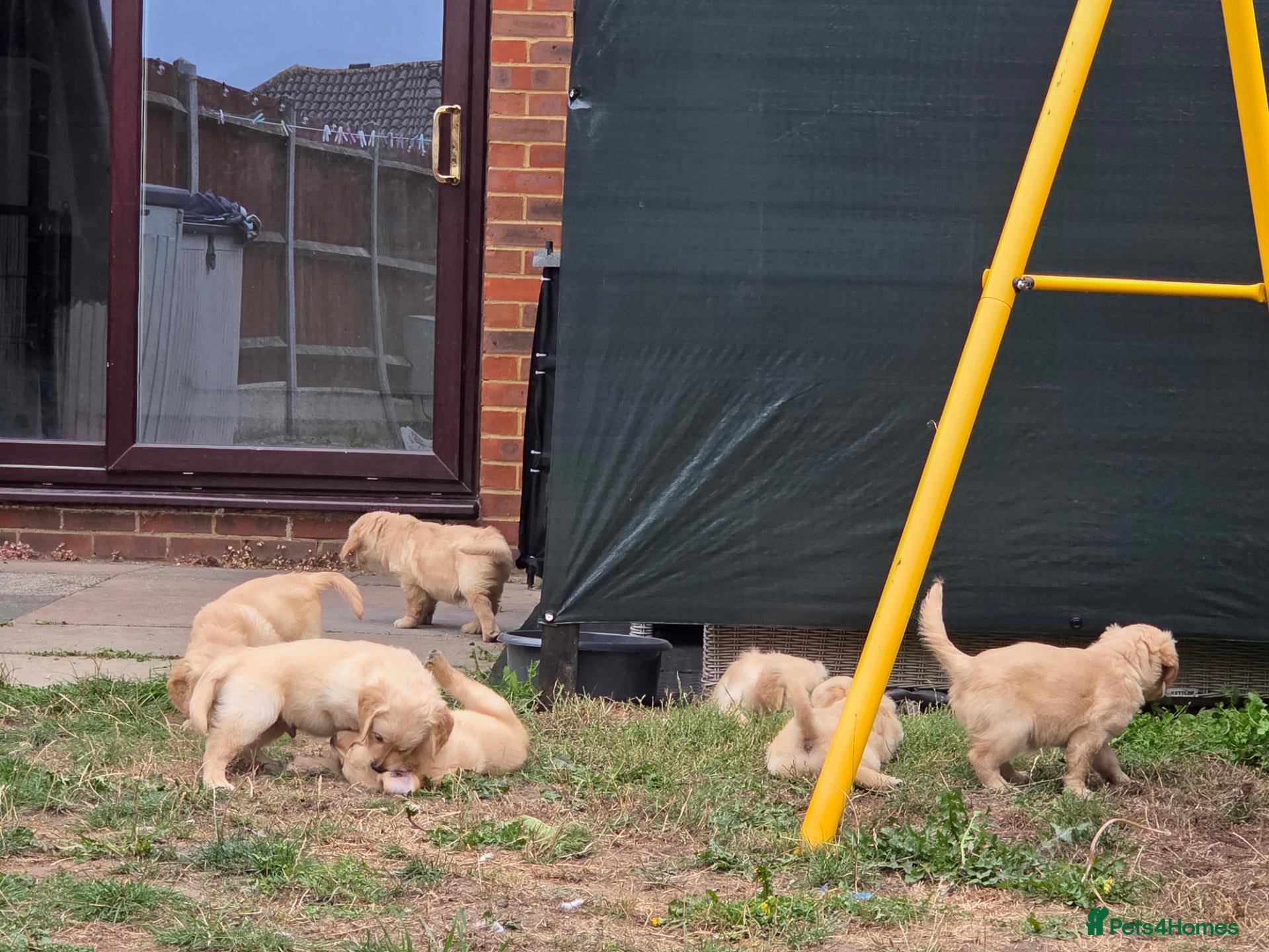 Golden Retriever dogs ❤️💜 KC Reg Beautiful Golden Retrievers 💜❤️ - Advert 14