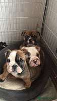 English Bulldog dogs Last Bulldog girl ready to go - Advert 1