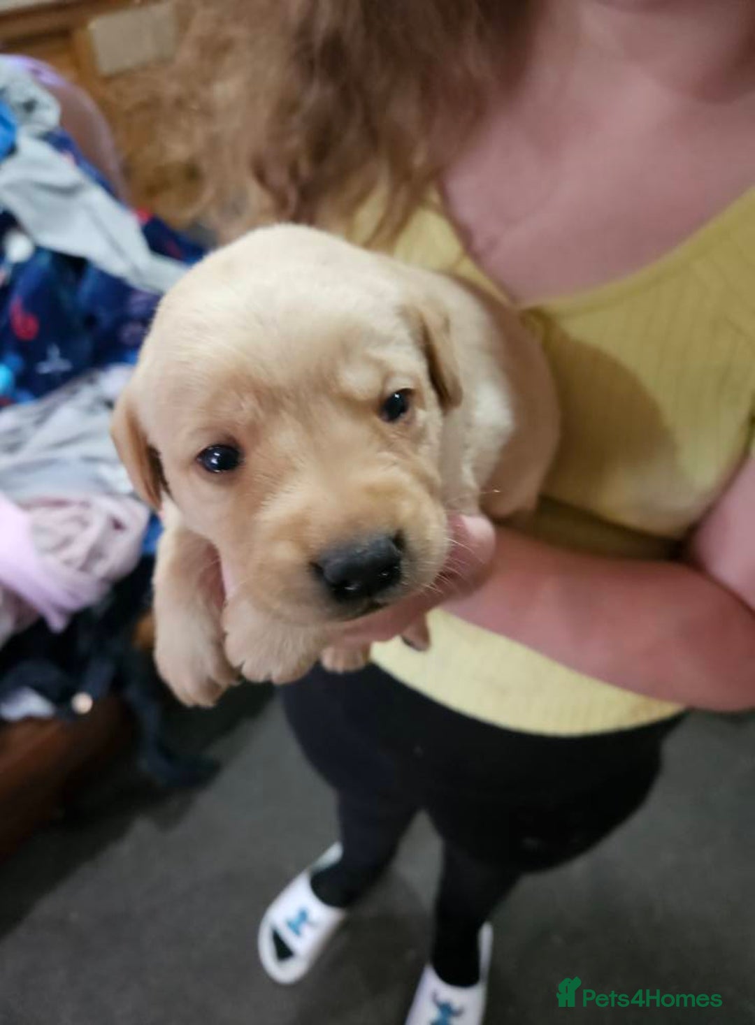 Labrador Retriever dogs for sale: KC Registered Pedigree Labrador Pups for Sale - Image 7