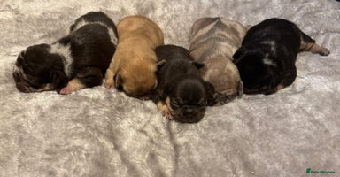 French Bulldog dogs FLUFF CARRYING MERLE FRENCH BULLDOG PUPPIES 🐾  - Advert 8