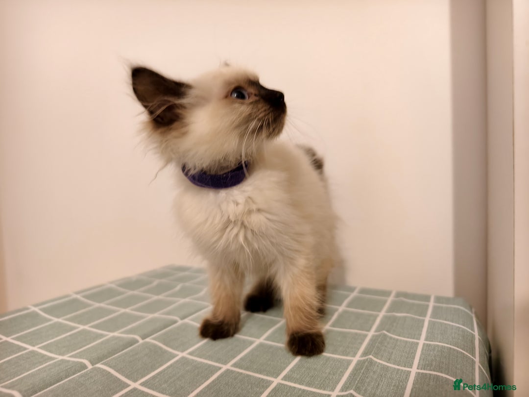 Ragdoll cats for sale: Beautiful Seal Point Ragdoll Kittens – for sale - Advert 15