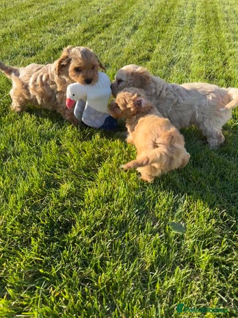 Cavapoochon puppies for sale | Pets4Homes