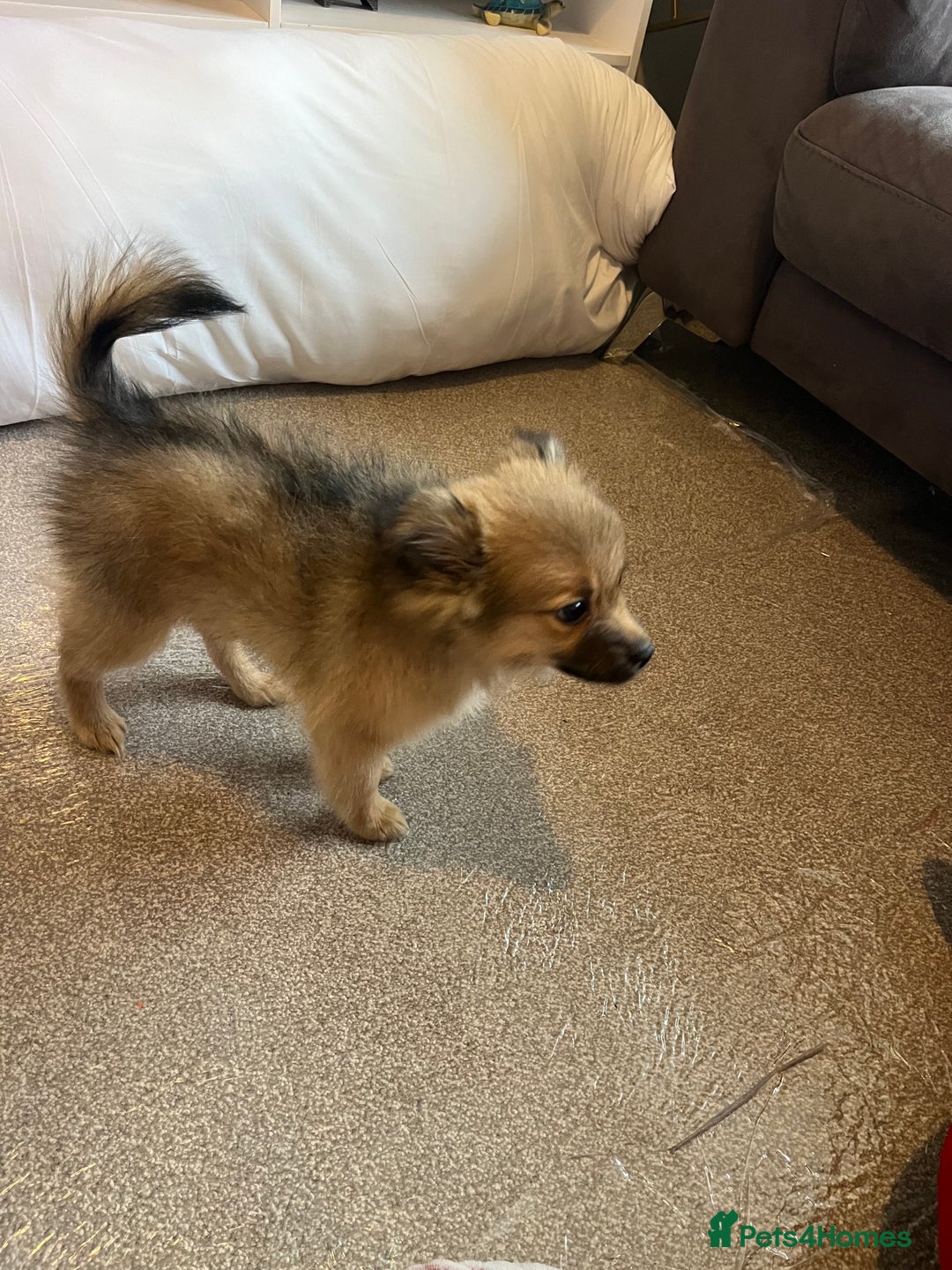 Pomeranian dogs for sale: Girl  - Advert 2