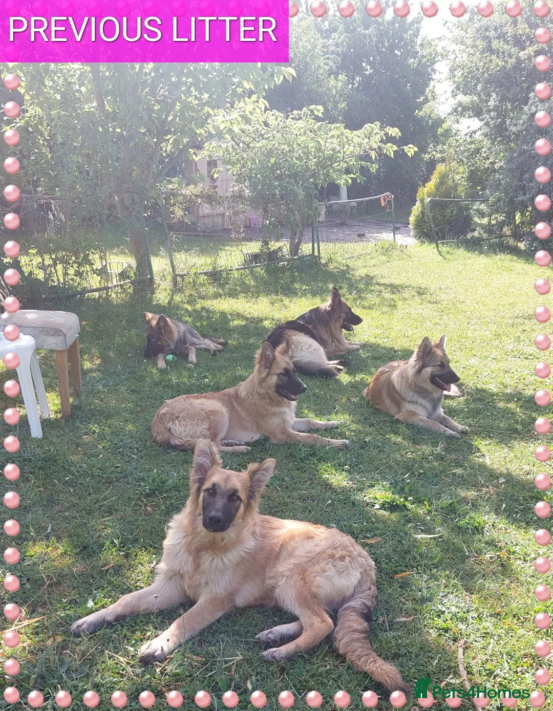 German Shepherd dogs for sale: German shephered puppys 4 boys 2 girls - Advert 19