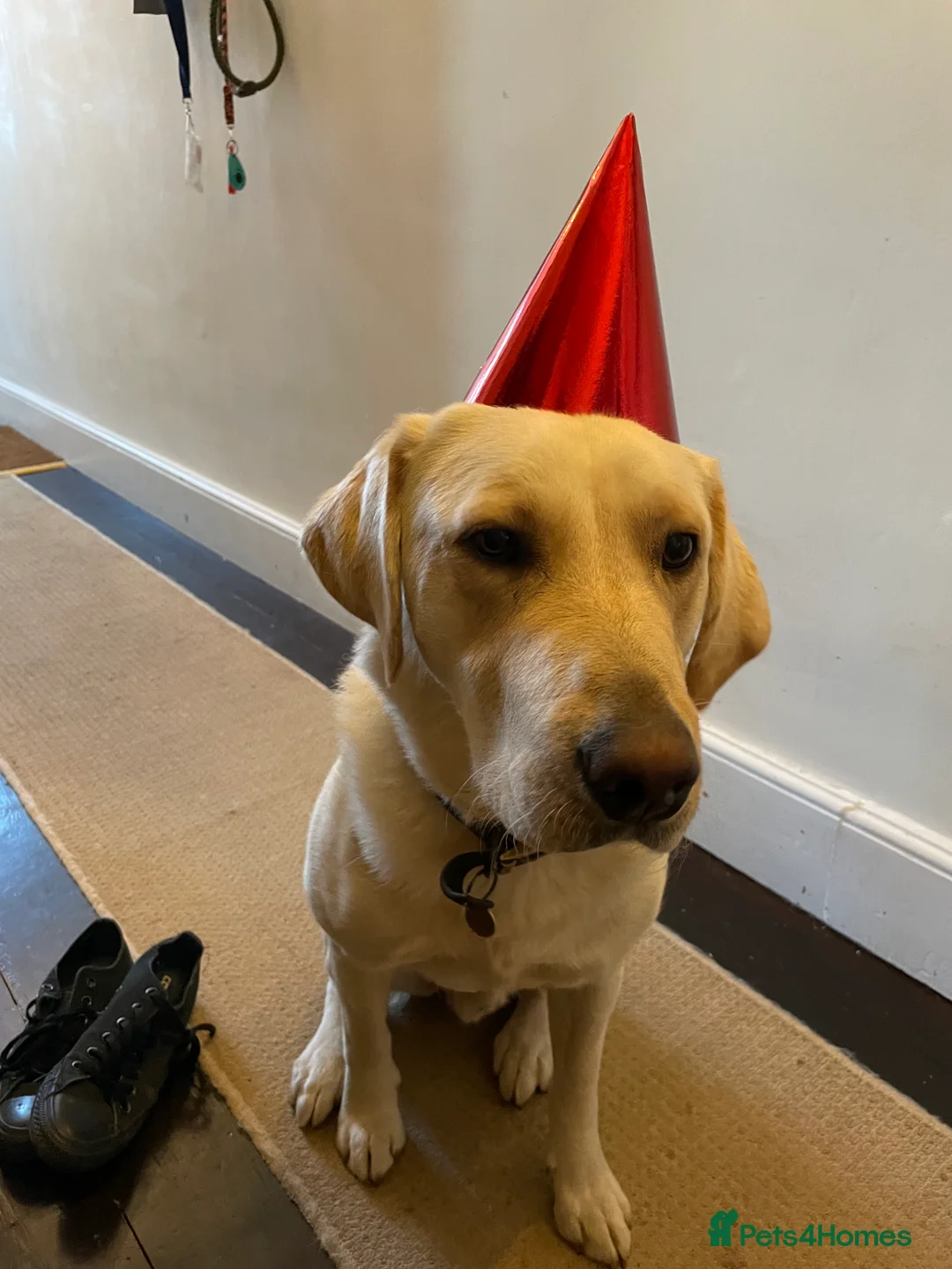 Labrador Retriever dogs for sale: Family home for Milo in Bristol - Advert 3